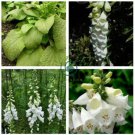 White Foxglove Digitalis purpurea Perennial Flower 100 Seeds