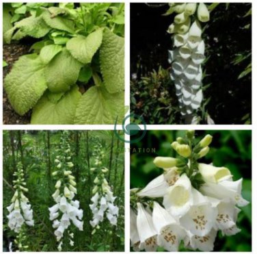 White Foxglove Digitalis purpurea Perennial Flower 100 Seeds