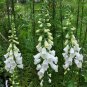 White Foxglove Digitalis purpurea Perennial Flower 100 Seeds