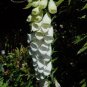 White Foxglove Digitalis purpurea Perennial Flower 100 Seeds