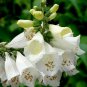 White Foxglove Digitalis purpurea Perennial Flower 100 Seeds