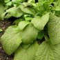 White Foxglove Digitalis purpurea Perennial Flower 100 Seeds