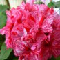 Geranium 'Spider' Light Orange Red Stripes Big Blooms Bonsai Flowers  20 Seeds