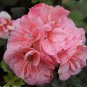 Geranium 'Spider' Light Orange Red Stripes Big Blooms Bonsai Flowers  20 Seeds