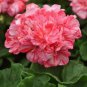 Geranium 'Spider' Light Orange Red Stripes Big Blooms Bonsai Flowers 20 Seeds