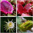 Hylocereus Undatus Red Dragon Fruit  30 Seeds