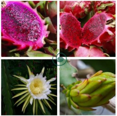 Hylocereus Undatus Red Dragon Fruit  30 Seeds