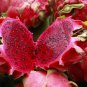 Hylocereus Undatus Red Dragon Fruit  30 Seeds