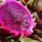 Hylocereus Undatus Red Dragon Fruit  30 Seeds