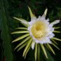 Hylocereus Undatus Red Dragon Fruit  30 Seeds