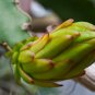 Hylocereus Undatus Red Dragon Fruit  30 Seeds