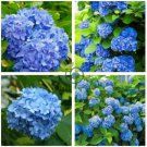 Hydrangea Seeds - Dark Blue Ball Type Flowers  100 Seeds