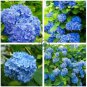 Hydrangea Seeds - Dark Blue Ball Type Flowers  100 Seeds