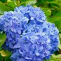 Hydrangea Seeds - Dark Blue Ball Type Flowers  100 Seeds