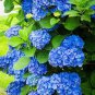 Hydrangea Seeds - Dark Blue Ball Type Flowers  100 Seeds