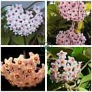 Hoya Carnosa Flower 100 Seeds