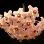 Hoya Carnosa Flower 100 Seeds