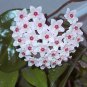 Hoya Carnosa Flower 100 Seeds