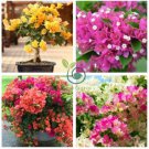 Bougainvillea Seeds Colorful Bougainvillea Spectabilis Willd Plant 100 Seeds