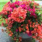 Bougainvillea Seeds Colorful Bougainvillea Spectabilis Willd Plant 100 Seeds