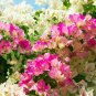 Bougainvillea Seeds Colorful Bougainvillea Spectabilis Willd Plant 100 Seeds