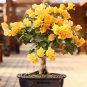 Bougainvillea Seeds Colorful Bougainvillea Spectabilis Willd Plant 100 Seeds