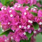 Bougainvillea Seeds Colorful Bougainvillea Spectabilis Willd Plant 100 Seeds