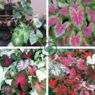 Japanese Caladium Seeds Mixed 9 Varieties of Plants 100 Seeds