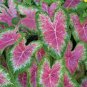 Japanese Caladium Seeds Mixed 9 Varieties of Plants 100 Seeds