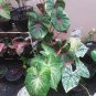Japanese Caladium Seeds Mixed 9 Varieties of Plants 100 Seeds