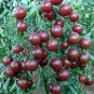 Tomato Cherry Black Vegetable 200 Seeds