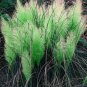 Pampas Grass Patio and Garden Potted Ornamental Plants New Flowers 200 Seeds