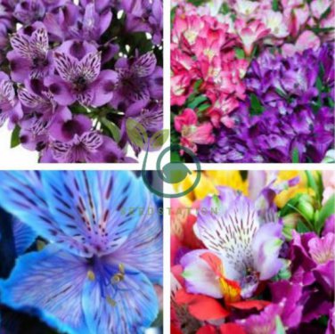 Peruvian Lily Alstroemeria 200 Seeds