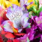 Peruvian Lily Alstroemeria 200 Seeds