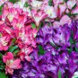 Peruvian Lily Alstroemeria 200 Seeds