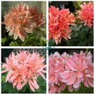 Geranium White Light Orange Thin Long Ornamental Bonsai Flowers 200 Seeds