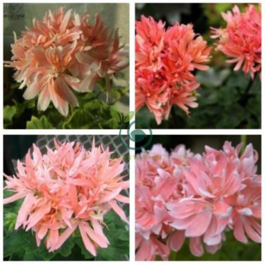 Geranium White Light Orange Thin Long Ornamental Bonsai Flowers 200 Seeds