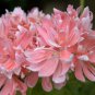 Geranium White Light Orange Thin Long Ornamental Bonsai Flowers 200 Seeds