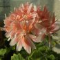Geranium White Light Orange Thin Long Ornamental Bonsai Flowers 200 Seeds