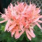 Geranium White Light Orange Thin Long Ornamental Bonsai Flowers 200 Seeds