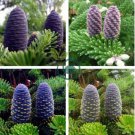 Korean Fir Flores Abies koreana 200 Seeds