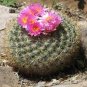 Ball Cactus 40 Seeds