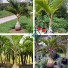 Bottle Palm  40 Seeds