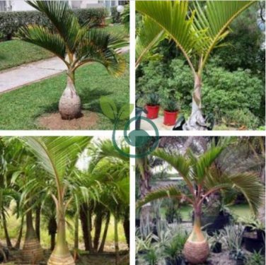 Bottle Palm  40 Seeds