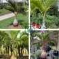 Bottle Palm  40 Seeds