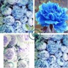 Chinese Paeonia Suffruticosa Peony 40 Seeds