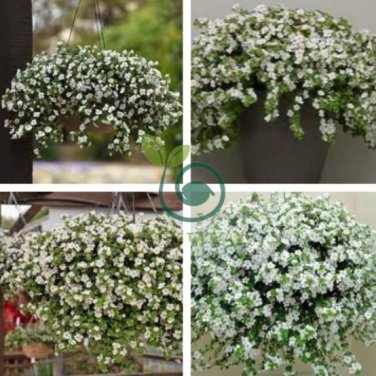 White Bacopa 200 Seeds