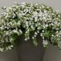 White Bacopa 200 Seeds