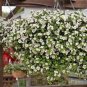 White Bacopa 200 Seeds