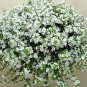 White Bacopa 200 Seeds
